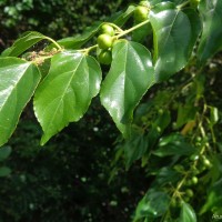 Colubrina asiatica (L.) Brongn.